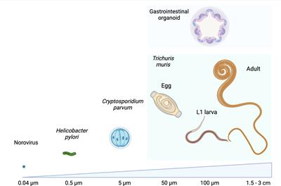 Organoids as tools to investigate gastrointestinal nematode development and host interactions